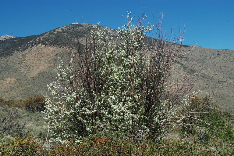 Image of pale serviceberry