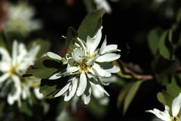 Image of pale serviceberry