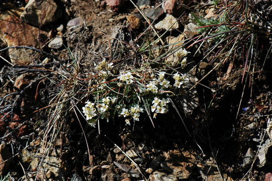 Sivun Cusickiella douglasii (A. Gray) Rollins kuva