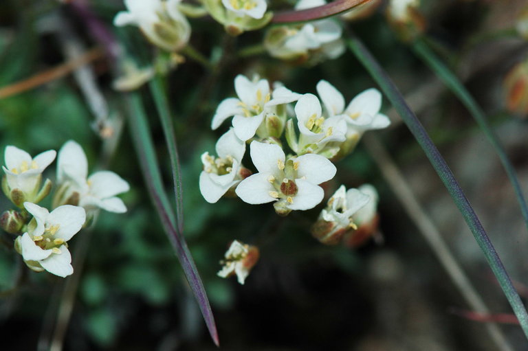 Sivun Cusickiella douglasii (A. Gray) Rollins kuva