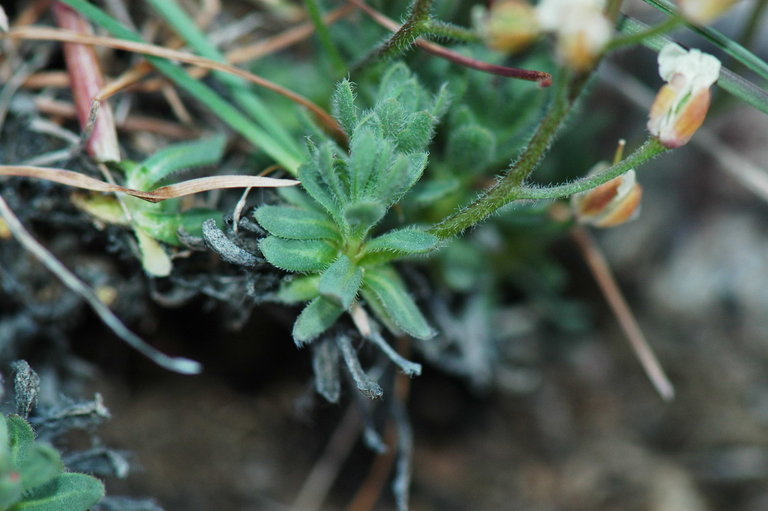 Sivun Cusickiella douglasii (A. Gray) Rollins kuva