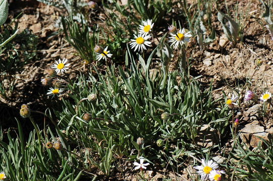 Image de Erigeron eatonii var. nevadincola (S. F. Blake) G. L. Nesom