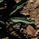 Plancia ëd Erigeron eatonii var. nevadincola (S. F. Blake) G. L. Nesom