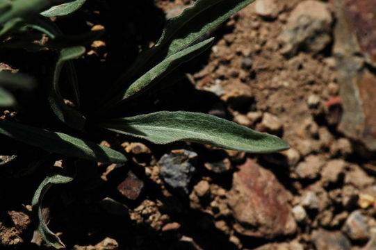 Image de Erigeron eatonii var. nevadincola (S. F. Blake) G. L. Nesom