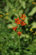 Image of Sierra tiger lily