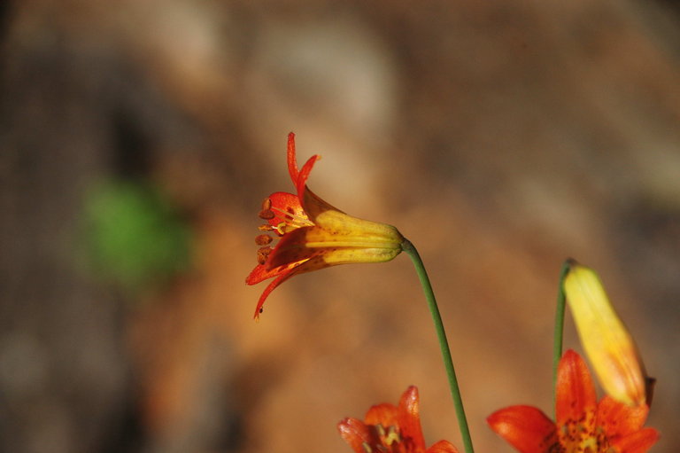 Image de Lilium parvum Kellogg