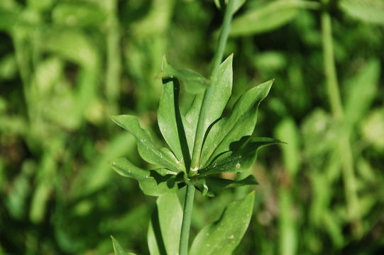 Image of Sierra tiger lily