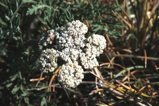 Image of Nevada biscuitroot