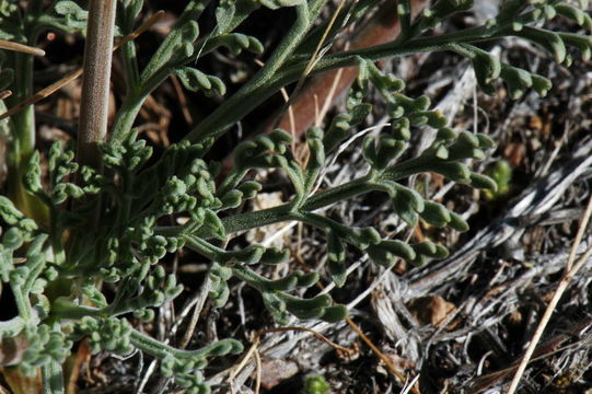 Image of Nevada biscuitroot