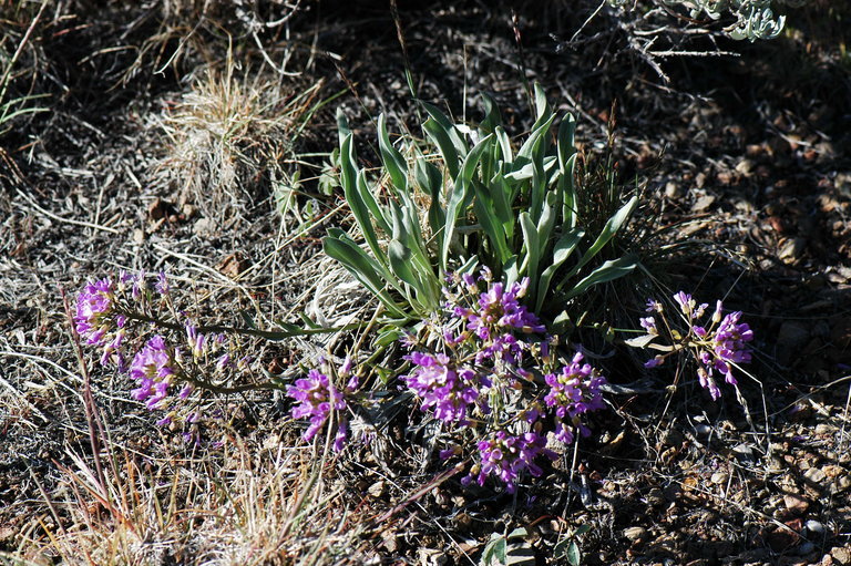 Image de Phoenicaulis cheiranthoides Nutt.