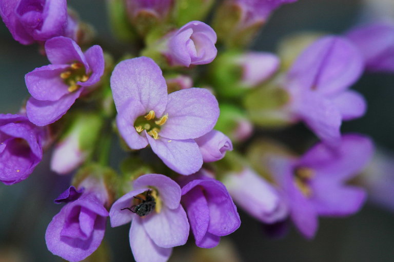 Image de Phoenicaulis cheiranthoides Nutt.