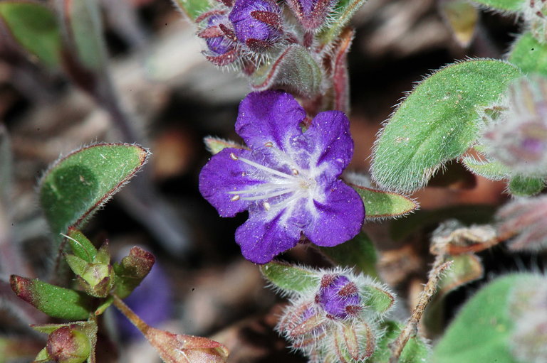 Image of low phacelia