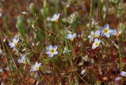 Image of thread linanthus