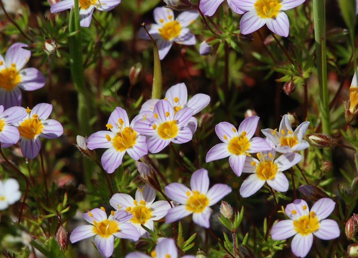 Image of thread linanthus