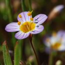 Image of thread linanthus