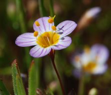 Image of thread linanthus