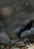 Image of <i>Leptosiphon harknessii</i>