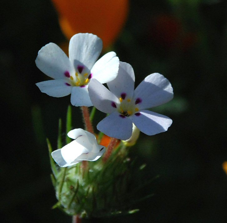 Image of mustang clover