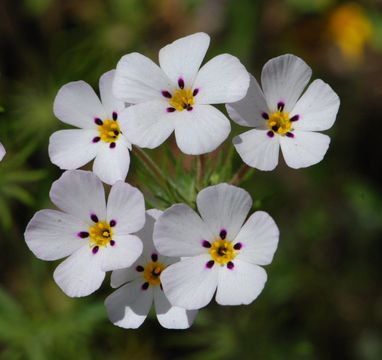 Image of mustang clover