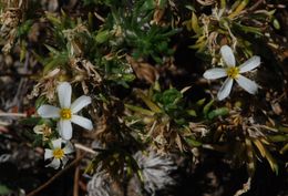 Image de Leptosiphon nuttallii subsp. pubescens (R. Patt.) J. M. Porter & L. A. Johnson