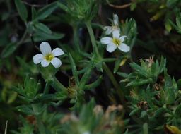 Image de Leptosiphon nuttallii subsp. pubescens (R. Patt.) J. M. Porter & L. A. Johnson