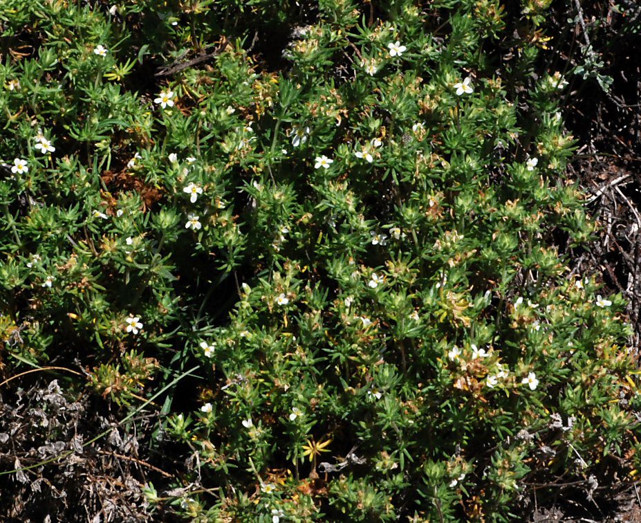 Image de Leptosiphon nuttallii subsp. pubescens (R. Patt.) J. M. Porter & L. A. Johnson