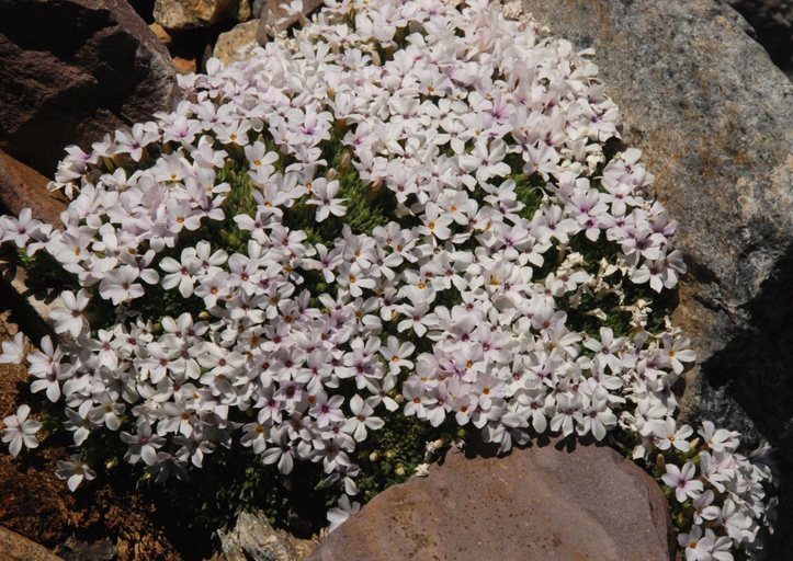 Imagem de Phlox condensata (A. Gray) E. Nels.