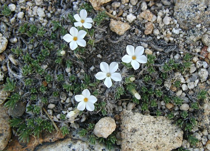 Imagem de Phlox condensata (A. Gray) E. Nels.