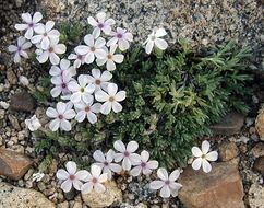 Image of dwarf phlox