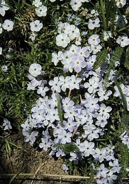 Image of cushion phlox