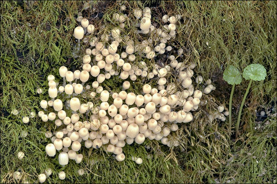 Image of Trooping Inkcaps