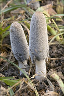 Image of Hare's Foot Inkcap