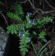 Слика од Polemonium californicum Eastw.