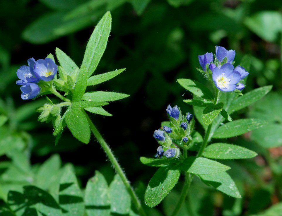 Слика од Polemonium californicum Eastw.