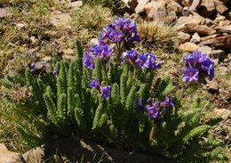 Слика од Polemonium eximium Greene