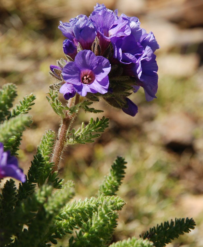 Слика од Polemonium eximium Greene