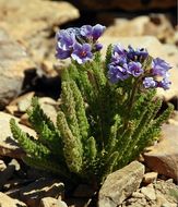 Слика од Polemonium eximium Greene