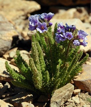 Image de Polemonium eximium Greene