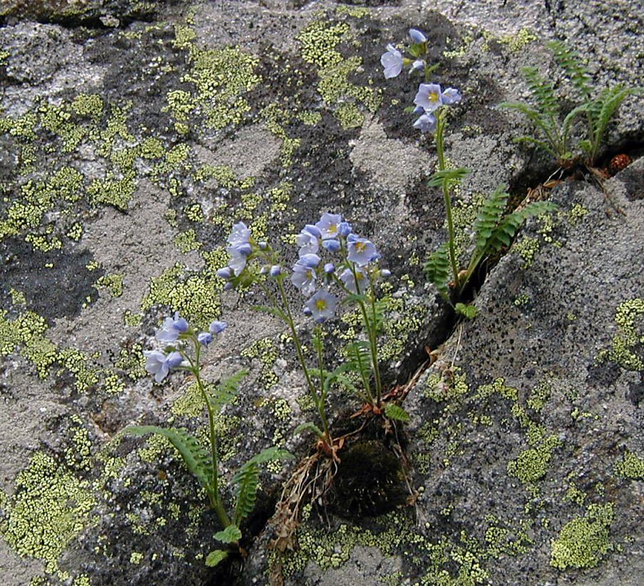 Image de <i>Polemonium delicatum</i>