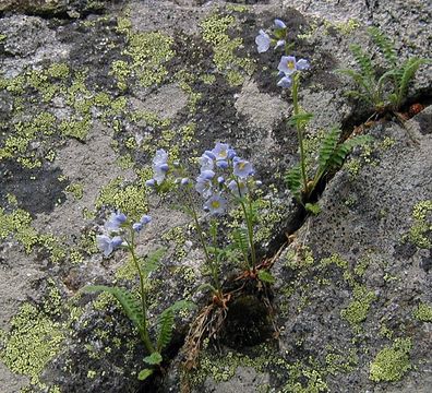 Image of Jacob's-ladder