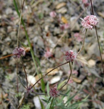 Image of pink spineflower