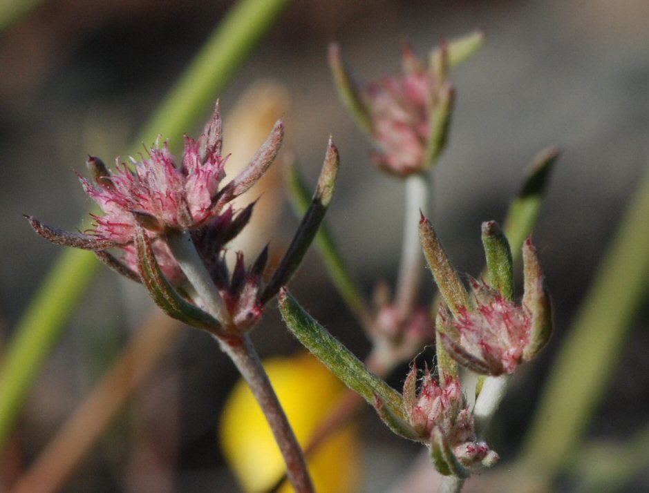 Image of pink spineflower