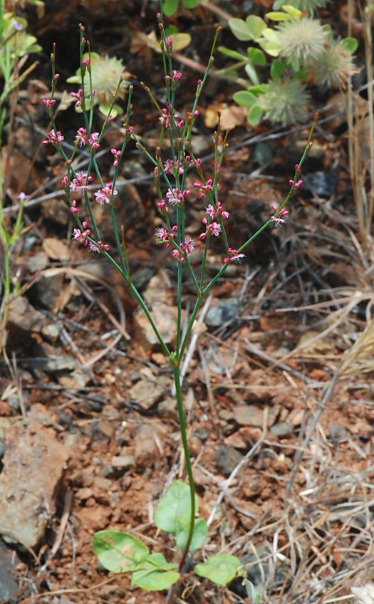 Image of goldencarpet buckwheat