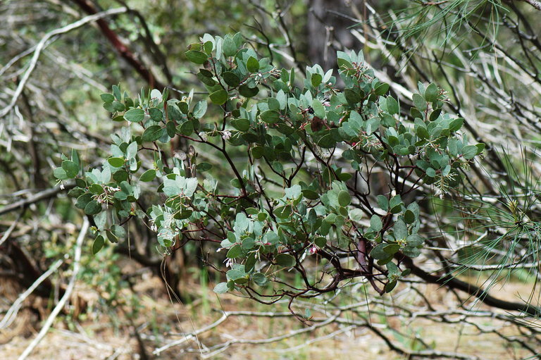 Arctostaphylos viscida Parry resmi