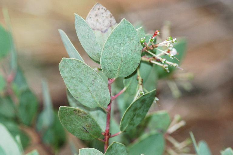 Arctostaphylos viscida Parry resmi