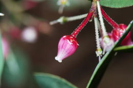 Arctostaphylos viscida Parry resmi