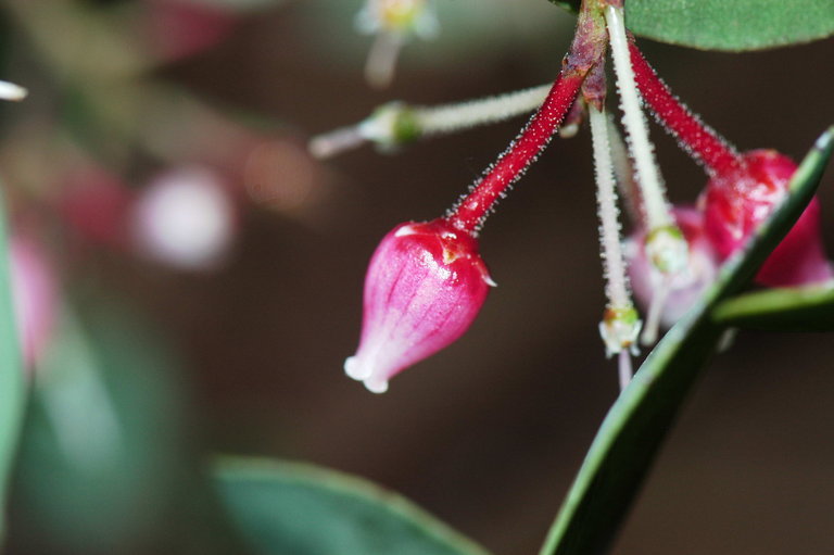 Imagem de Arctostaphylos viscida Parry