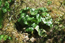 Image de Asarum hartwegii S. Wats.