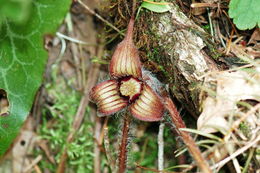 Image de Asarum hartwegii S. Wats.