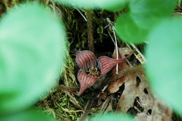 Image de Asarum hartwegii S. Wats.